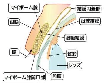 目とまぶたの構造