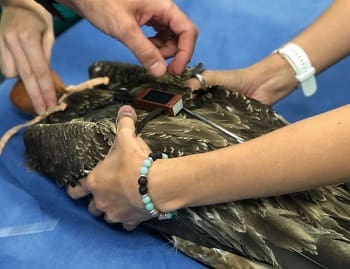 発信機を取り付けられるオブシディアン（写真提供：グリフィス大学ヴィッキー･トムソン、ダリル・ジョーンズ）