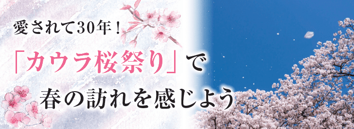 愛されて30年！「カウラ桜祭り」で春の訪れを感じよう