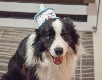 我が家のスパーキーは、先日3歳になりました