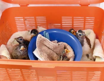 保護されて病院に運ばれたひな鳥たち