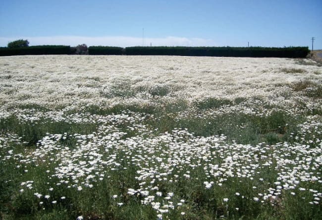 デボンポート空港近くにある除虫菊の花畑