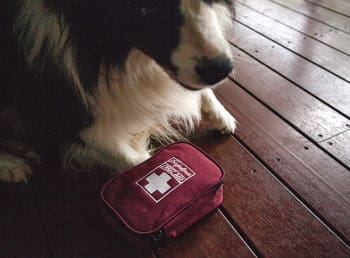 救急箱と愛犬のスパーキー