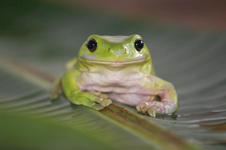 保護されたアマガエル（Photo: Currumbin Wildlife Hospital）