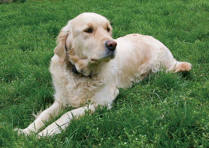 従順で落ち着きのある犬に育てていく