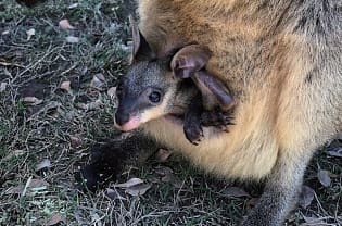 至近距離で野生のカンガルーの生態を観察できるのは、オーストラリアならでは。母親のお腹の袋に入った赤ちゃんカンガルーを見つけられることもある