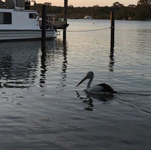 ペリカンが、大きなくちばしで魚を捕らえる様子はなかなか迫力がある