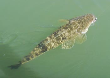 陸釣りでは大型のマゴチやクロダイなどに威力がある