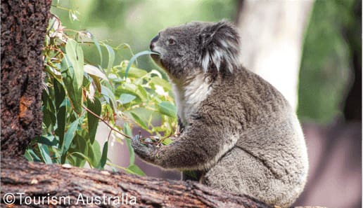 koala