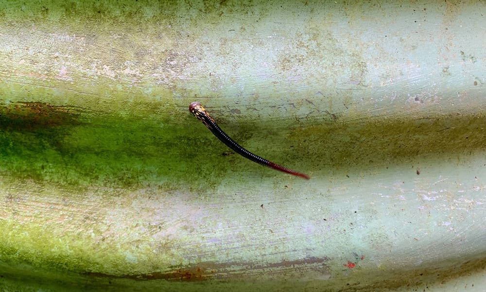 オーストラリアの田舎で暮らせば⑳庭に住む危険生物との共存 – トピックス | 日豪プレス - オーストラリアの生活情報サイト (NICHIGO ...